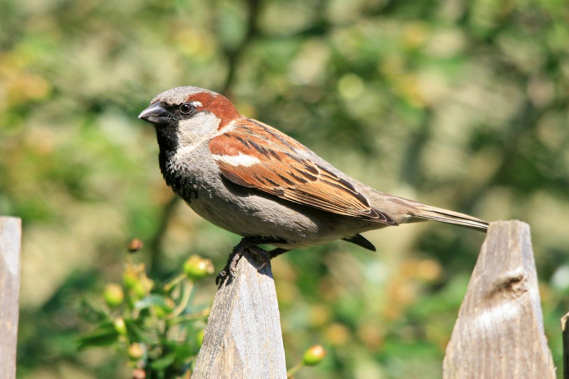 dieren 01